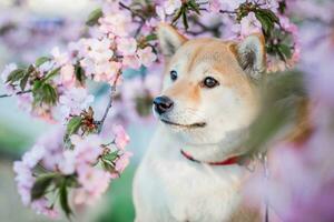 Shiba inu cachorro em uma fundo do florescendo sakura foto