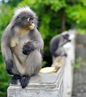 macaco de folha escura em khao lom muag, prachuap khiri khan, tailândia foto