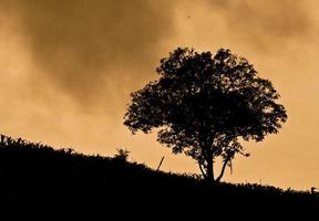 uma velha árvore madura espalha seus galhos em uma encosta campestre foto