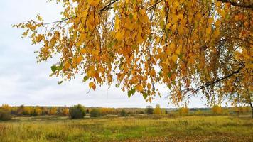 paisagem de outono. outono brilhante. um galho com folhagem amarela curvada no horizonte. foto