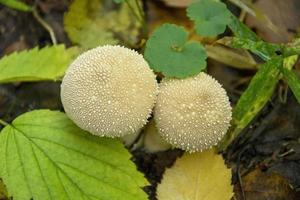 cogumelos venenosos na floresta. o cogumelo fumegante cresce na grama. foto