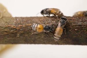 natureza macro abelha e favo de mel foto