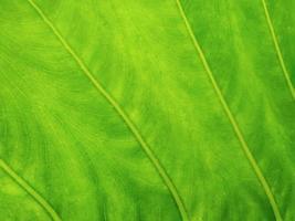 textura de folha verde foto