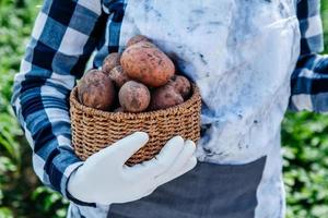 batatas em uma cesta de vime nas mãos de uma agricultora contra um fundo de folhagem verde