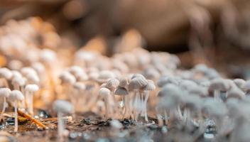 Cogumelos psilocibinos com tampa de liberdade foto