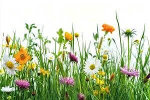 ai gerado Relva e selvagem flores fronteira em branco fundo. generativo ai. foto