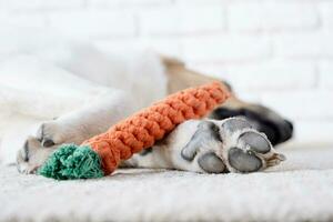 adorável cachorro dormindo em a tapete Próximo para a favorito brinquedo foto