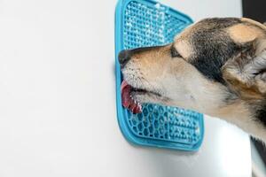 fofa cachorro usando lamber esteira para comendo Comida lentamente foto