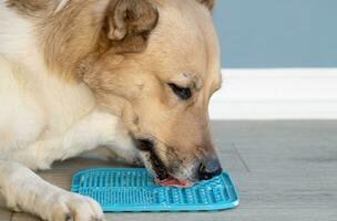 fofa cachorro usando lamber esteira para comendo Comida lentamente foto