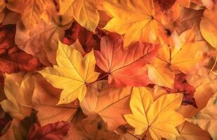 ai gerado outono fundo do amarelo e vermelho bordo folhas em a terra foto