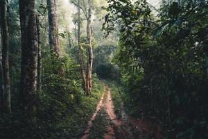 a estrada de terra entra na floresta tropical pela manhã foto