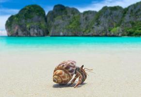 caranguejo eremita caminhando na praia. foto