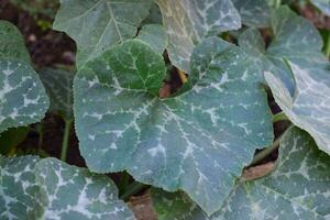 plantar do terong ungu, ou solanum melongena. folhas, flor fruta e plantar do beringela, natureza fundo folhas. foto