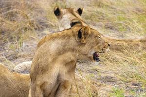 leões no safari no parque nacional mpumalanga kruger na áfrica do sul. foto