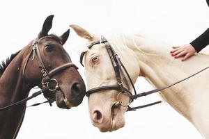 dois belos cavalos de montaria, marrons e brancos, estão juntos, com as cabeças voltadas um para o outro foto