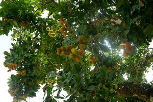 rambutan fruta suspensão em a árvore foto