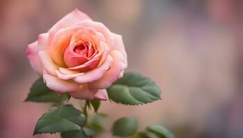 ai gerado uma solteiro Rosa rosa é mostrando dentro frente do uma borrado fundo foto