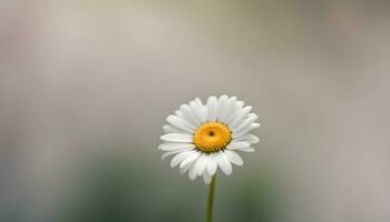 ai gerado uma solteiro branco margarida é dentro frente do uma borrado fundo foto