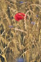 vermelho poppie dentro seco campo foto