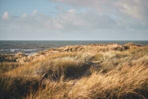 dunas e oceano às Dinamarca costa foto