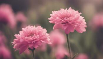 ai gerado dois Rosa flores estão mostrando dentro uma campo foto