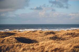 Relva dunas às a costa do Dinamarca foto