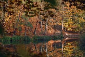 outono dia às a lago dentro elmshorn foto