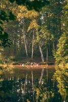 caloroso nascer do sol às uma floresta lago foto