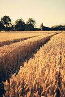 faixas dentro trigo campo às pôr do sol foto