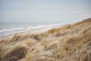 Relva dunas dentro Dinamarca foto