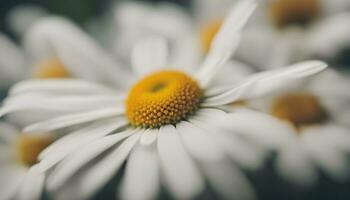 ai gerado fechar acima do branco margarida com amarelo Centro foto