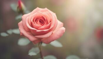 ai gerado uma solteiro Rosa rosa é mostrando dentro frente do uma borrado fundo foto