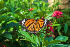 uma fechar acima do danaus genuíno borboleta em algodão com folhas Jatropha flor com borrado verde natural fundo foto