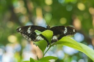 por baixo a tropical borboleta hipolimnas bolina em uma folha com borrado natural fundo. círculo bokeh foto