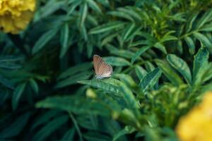 uma minúsculo Relva azul borboleta empoleirado em uma folhas com borrado verde flor jardim fundo foto