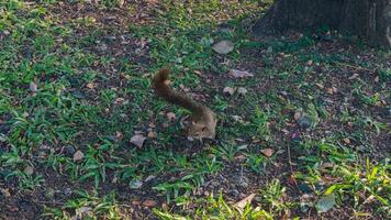 uma esquilo em a terra às a parque olhando para Comida foto