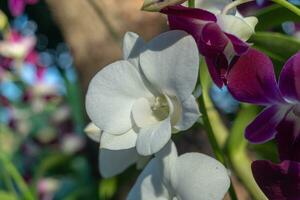 fechar acima do uma florescendo branco orquídea flor em borrado natural fundo com cópia de espaço. foto