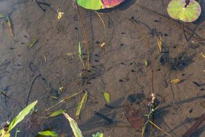 uma muitos do girinos natação dentro a água fresca lótus lagoa foto