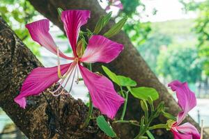 fechar acima do florescendo Rosa bauhinia purpurea eu flor em natural verde borrado fundo com cópia de espaço. foto