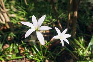 fechar acima do uma florescendo branco zephyranthes ou chuva lírio flor em borrado natural verde fundo com cópia de espaço. foto