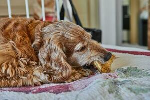 adorável vermelho Cocker spaniel cachorro comendo uma porco orelha enquanto deitado em uma cama foto