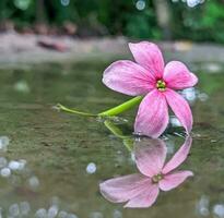 lindo florescendo flor foto