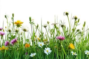 ai gerado Relva e selvagem flores fronteira em branco fundo. generativo ai. foto