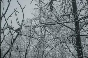 árvore galhos dentro a neve contra a fundo do a cinzento céu foto