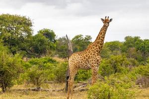 bela alta majestosa girafa kruger parque nacional safari áfrica do sul. foto