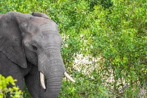 cinco grandes elefantes africanos kruger safári do parque nacional na áfrica do sul. foto