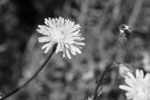 abelha alada linda flor selvagem no prado de folhagem de fundo foto