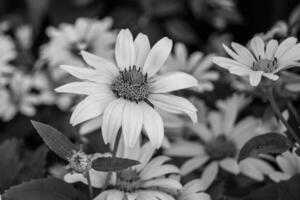 bela flor selvagem em crescimento áster falso girassol no prado de fundo foto