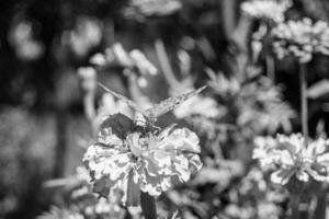 linda flor borboleta monarca no prado de fundo foto