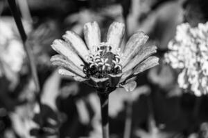 linda flor selvagem crescente zinnia elegans no prado de fundo foto